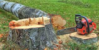 Best Emergency Tree Removal  in Carrollton, KY