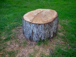 Best Tree Risk Assessment  in Carrollton, KY