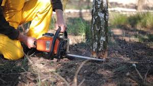 Best Pest Control for Lawns  in Carrollton, KY