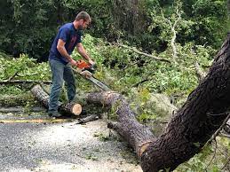 Best Tree Maintenance Programs  in Carrollton, KY