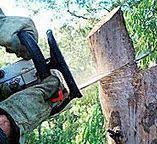 Best Tree Trimming and Pruning  in Carrollton, KY