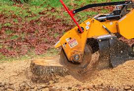 Best Tree Disease Treatment  in Carrollton, KY