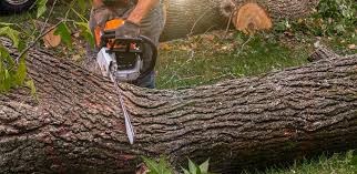 Best Tree Mulching  in Carrollton, KY