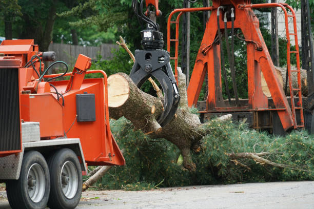 Best Arborist Consultation Services  in Carrollton, KY