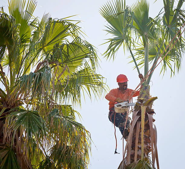 Best Tree Preservation Services  in Carrollton, KY