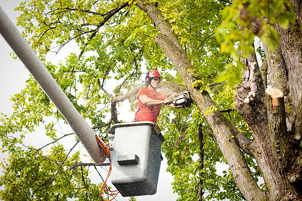 How Our Tree Care Process Works  in  Carrollton, KY
