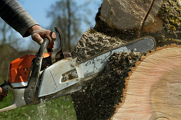 Best Tree Maintenance Programs  in Carrollton, KY